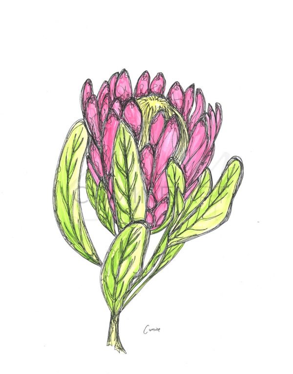 Protea