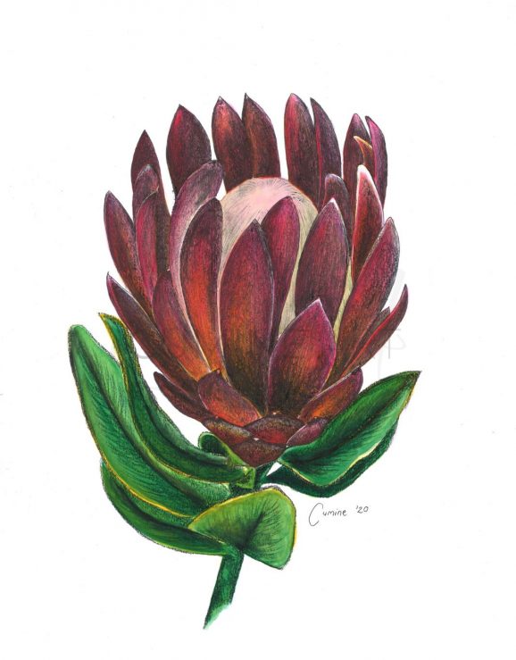Blooming Protea