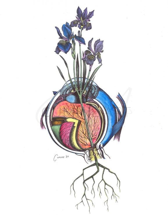 Iris to Iris